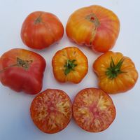 Hillbilly potato leaf